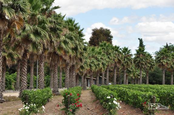 Os jardins da vinícola Estampa, no Valle de Colchagua, região de Santa Cruz, ao sul de Santiago, no Chile